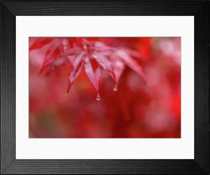 Framed Print : Garden Autumn leaves in full vibrant red yellow and orange colors Framed Print : Garden Autumn leaves in full vibrant red yellow and orange colors