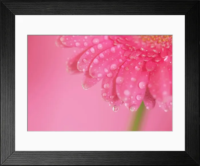 Framed Print : Close up of Pink Gerbera flowers with water drops Framed Print : Close up of Pink Gerbera flowers with water drops