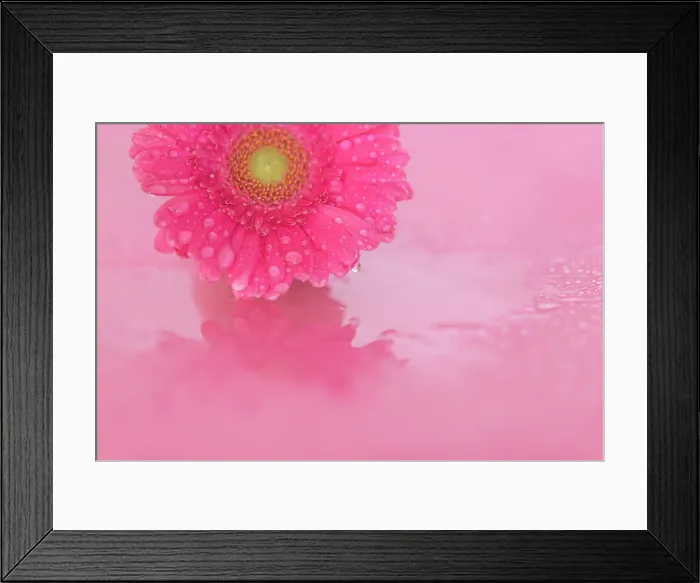 Framed Print : Close up of Pink Gerbera flowers with water drops