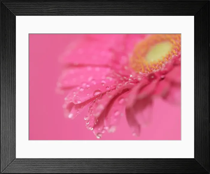 Framed Print : Close up of Pink Gerbera flowers with water drops Framed Print : Close up of Pink Gerbera flowers with water drops