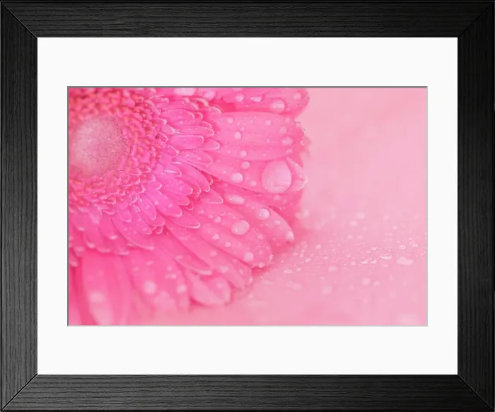 Framed Print : Close up of Pink Gerbera flowers with water drops