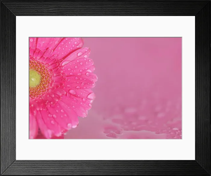 Framed Print : Close up of Pink Gerbera flowers with water drops