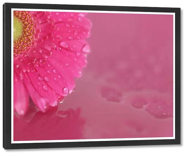 Close up of Pink Gerbera flowers with water drops
