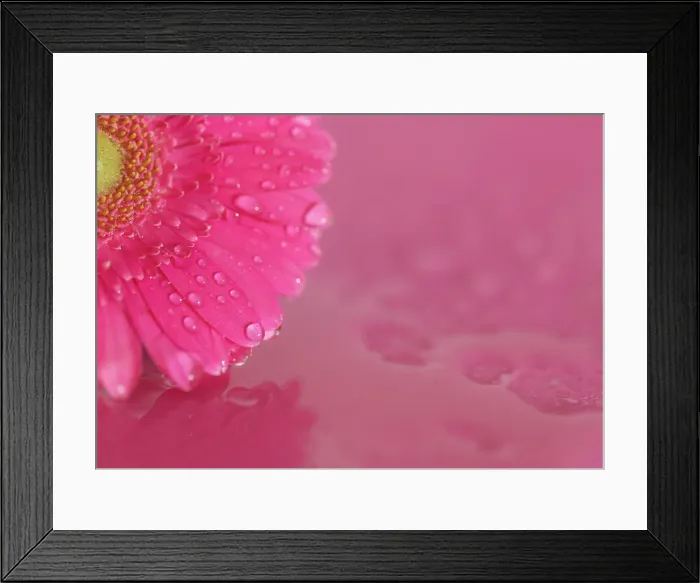 Framed Print : Close up of Pink Gerbera flowers with water drops Framed Print : Close up of Pink Gerbera flowers with water drops