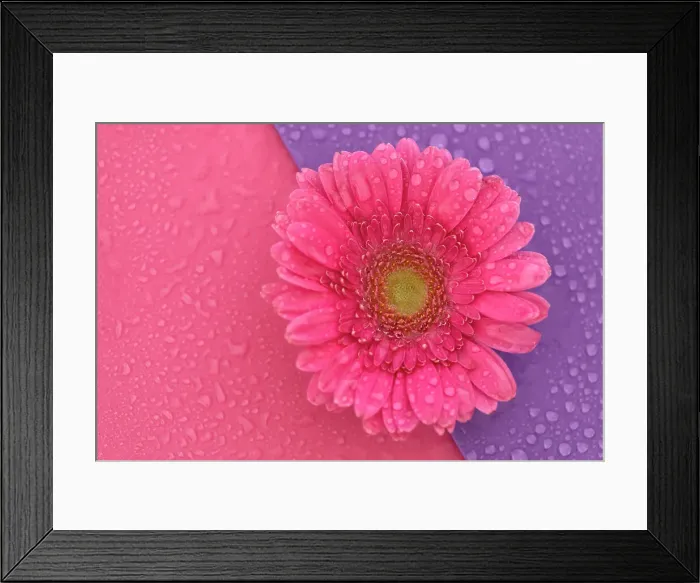 Framed Print : Close up of Pink Gerbera flowers with water drops on a pink and purple background Framed Print : Close up of Pink Gerbera flowers with water drops on a pink and purple background