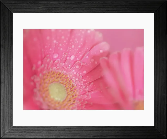 Framed Print : Close up of Pink Gerbera flowers with water drops Framed Print : Close up of Pink Gerbera flowers with water drops