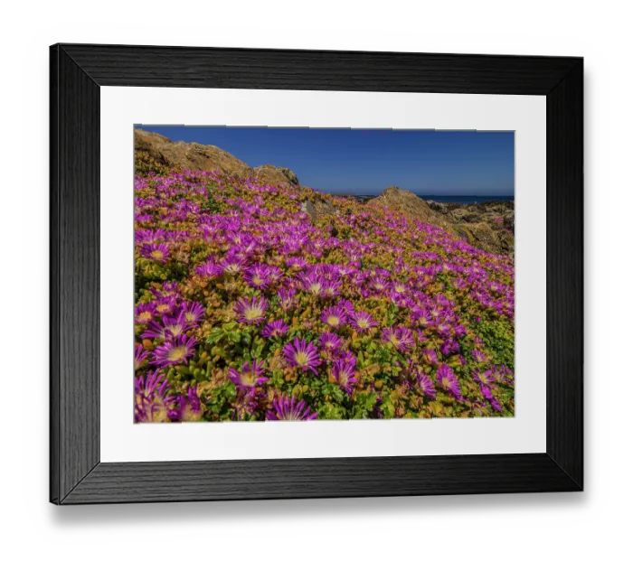 Framed Print : Summer blooms of wildflowers, at stokes point on the southern tip of King Island, Bass Strait, Tasmania, Australia