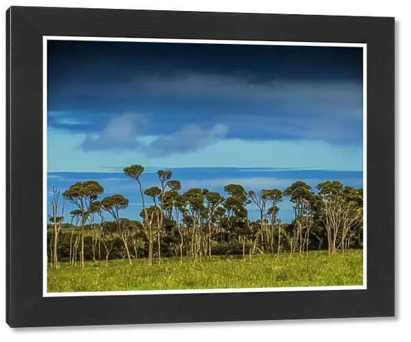 Rural and coastal viewpoint through Melaleuca trees, King Island, Bass Strait, Tasmania, Australia