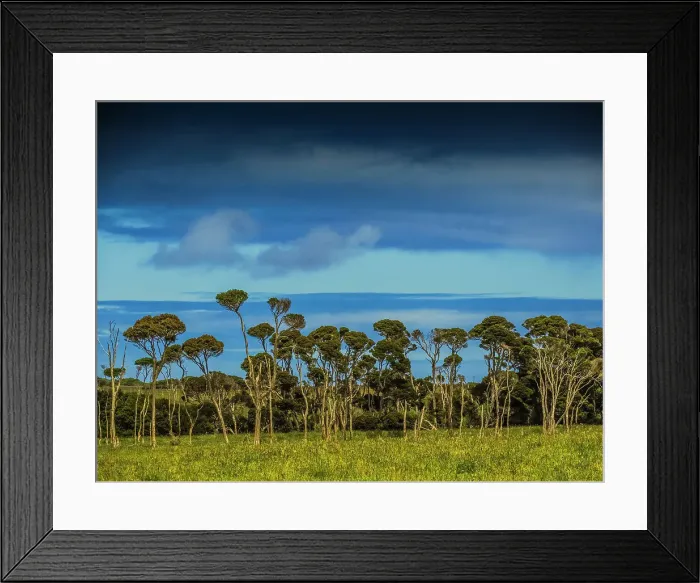 Framed Print : Rural and coastal viewpoint through Melaleuca trees, King Island, Bass Strait, Tasmania, Australia Framed Print : Rural and coastal viewpoint through Melaleuca trees, King Island, Bass Strait, Tasmania, Australia