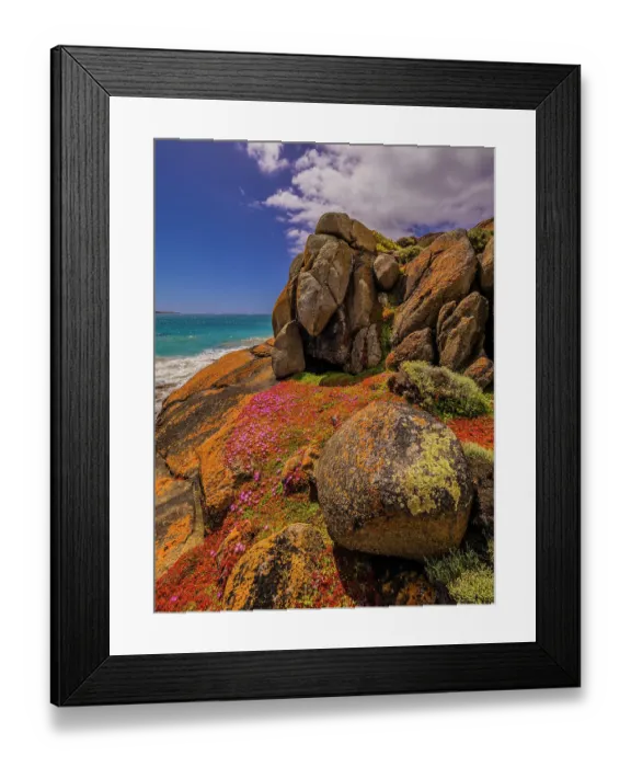 Framed Print : Colourful wild flowering Native Pigface (CarpoBrotus) at Disappointment bay, North Cape, King Island, Bass Strait, Tasmania, Australia