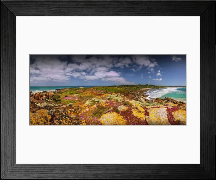 Framed Print : Colourful wild flowering Native Pigface (CarpoBrotus) at Disappointment bay, North Cape, King Island, Bass Strait, Tasmania, Australia Framed Print : Colourful wild flowering Native Pigface (CarpoBrotus) at Disappointment bay, North Cape, King Island, Bass Strait, Tasmania, Australia