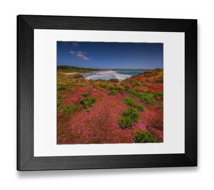 Framed Print : Colourful wild flowering Native Pigface (CarpoBrotus) at Disappointment bay, North Cape, King Island, Bass Strait, Tasmania, Australia Framed Print : Colourful wild flowering Native Pigface (CarpoBrotus) at Disappointment bay, North Cape, King Island, Bass Strait, Tasmania, Australia