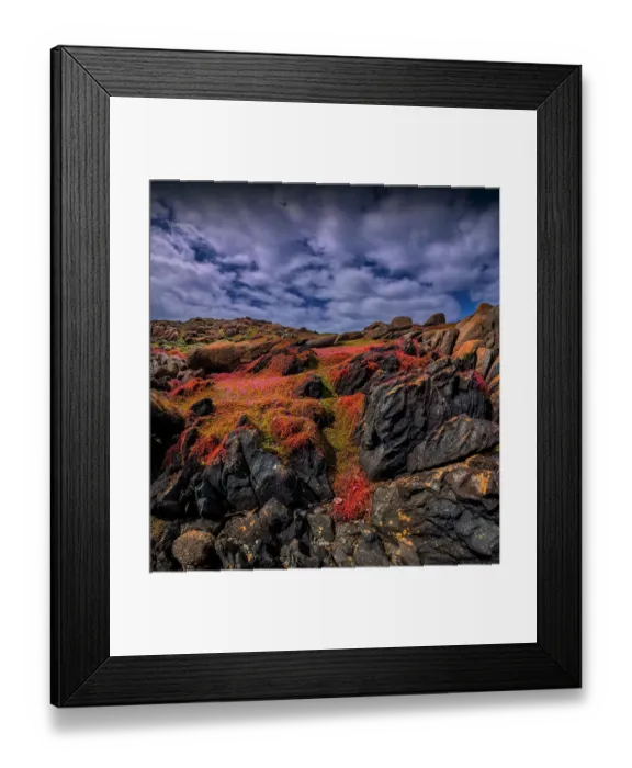 Framed Print : Colourful wild flowering Native Pigface (CarpoBrotus) at Disappointment bay, North Cape, King Island, Bass Strait, Tasmania, Australia Framed Print : Colourful wild flowering Native Pigface (CarpoBrotus) at Disappointment bay, North Cape, King Island, Bass Strait, Tasmania, Australia