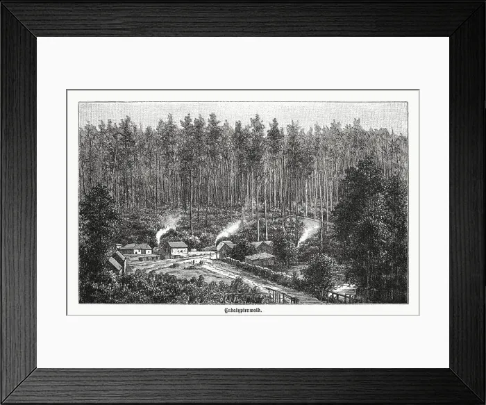 Framed Print : Eucalyptus forest in Australia, wood engraving, published in 1899