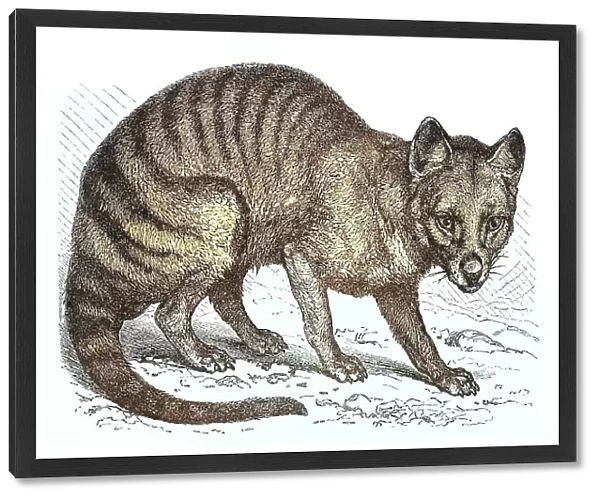 Old engraved illustration of the Tasmanian tiger, Tasmanian wolf, now extinct (Thylacinus cynocephalus)