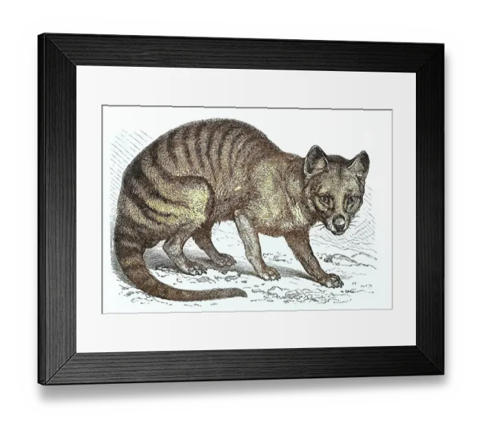 Framed Print : Old engraved illustration of the Tasmanian tiger, Tasmanian wolf, now extinct (Thylacinus cynocephalus)