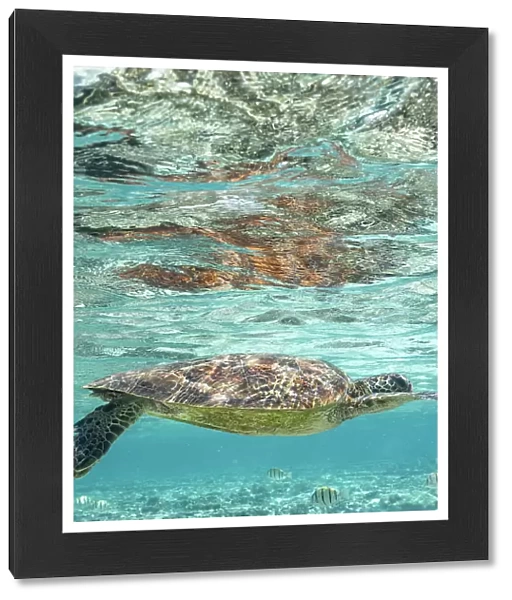 Green Turtle Swimming in Clear Blue Water