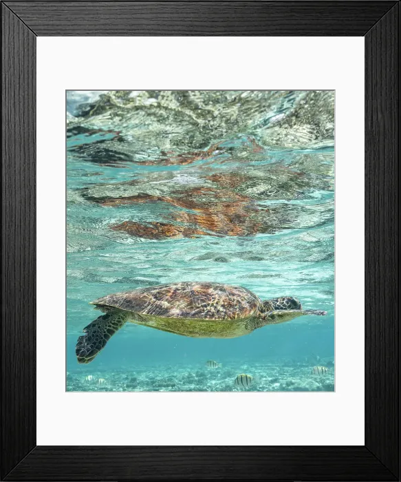 Framed Print : Green Turtle Swimming in Clear Blue Water
