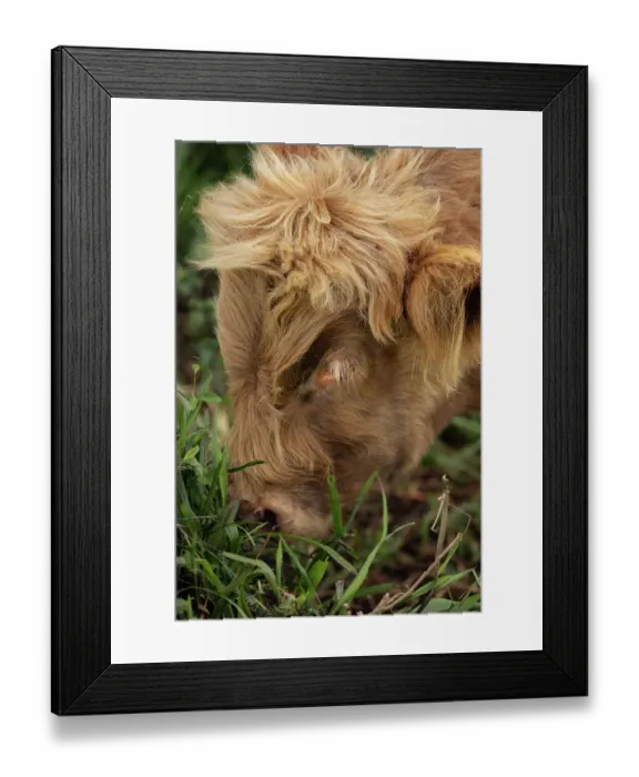 Framed Print : Beautiful Highland Cows Grazing in a Lush Green Field Framed Print : Beautiful Highland Cows Grazing in a Lush Green Field