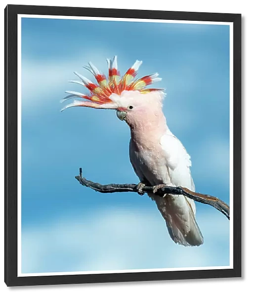 Pink Cockatoo (Lophochroa leadbeateri)