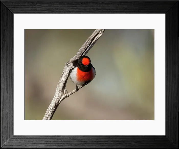 Framed Print : Red-capped robin Framed Print : Red-capped robin