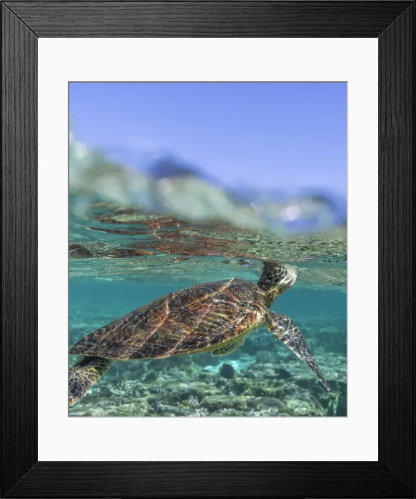 Framed Print : Green Turtle Swimming in Clear Blue Water