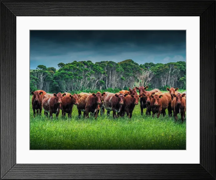 Framed Print : Cattle and Rural viewpoint, King Island, Bass Strait, Tasmania, Australia