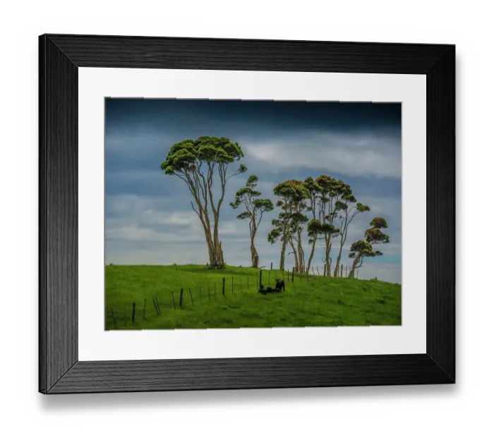 Framed Print : Unique Melaleuca trees and Rural viewpoint, King Island, Bass Strait, Tasmania, Australia Framed Print : Unique Melaleuca trees and Rural viewpoint, King Island, Bass Strait, Tasmania, Australia