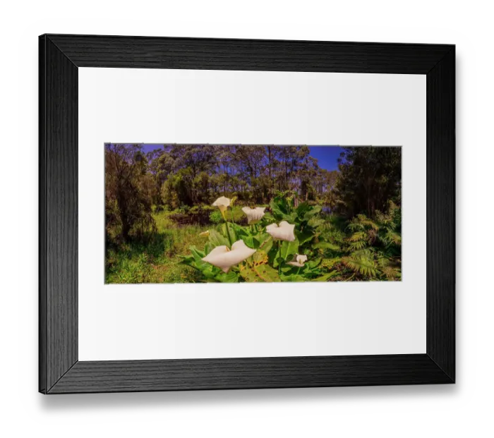 Framed Print : Forest pond, Grassy district, King Island, Bass Strait, Tasmania, Australia