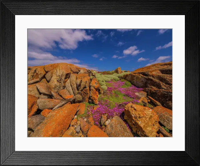 Framed Print : Colourful wild flowering Native Pigface (CarpoBrotus) at Disappointment bay, North Cape, King Island, Bass Strait, Tasmania, Australia