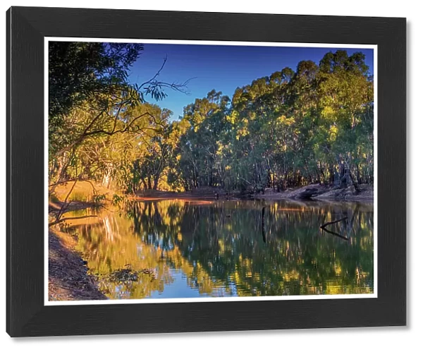 Golden light of an Autumn dusk in the Murray valley National park, along a Billabong of the Murray river, Corowa, New South Wales, Australia