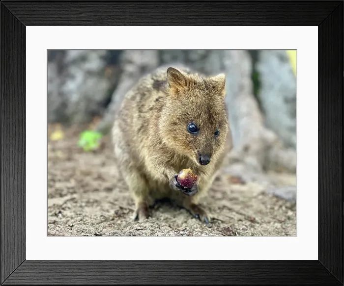 Framed Print : Quokka on Rottnest Island