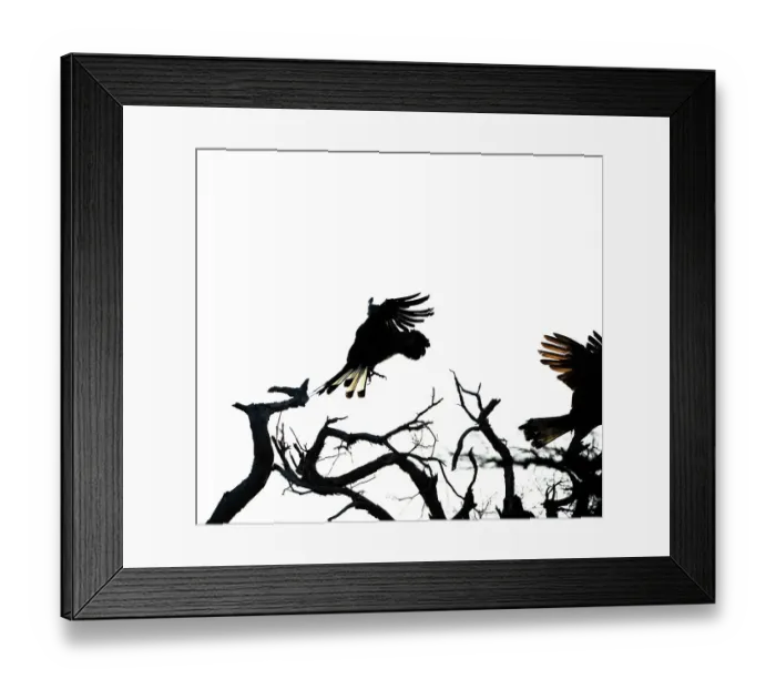 Framed Print : Cockatoo silhouette