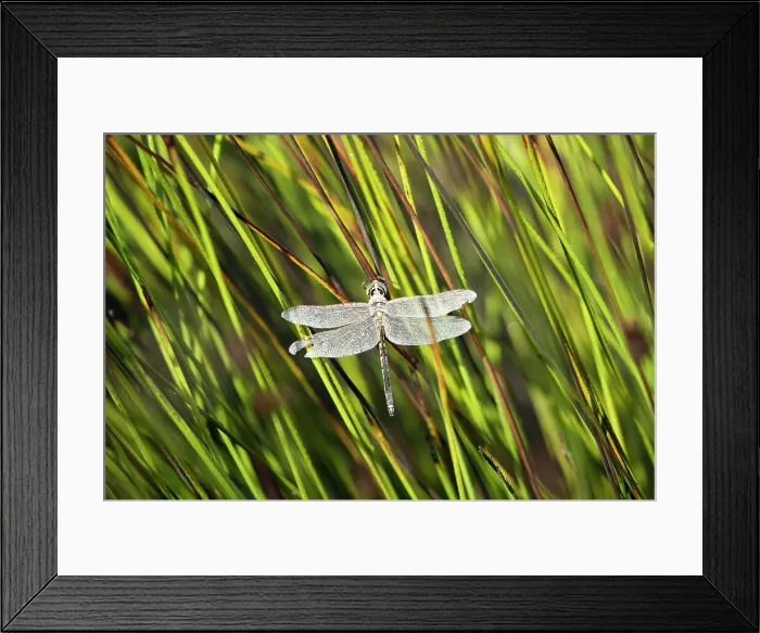 Framed Print : Dragonfly covered in dew drops Framed Print : Dragonfly covered in dew drops