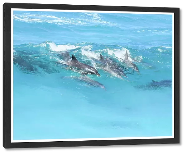 Pod of dolphins in the surf. Eyre Peninsula. South Australia