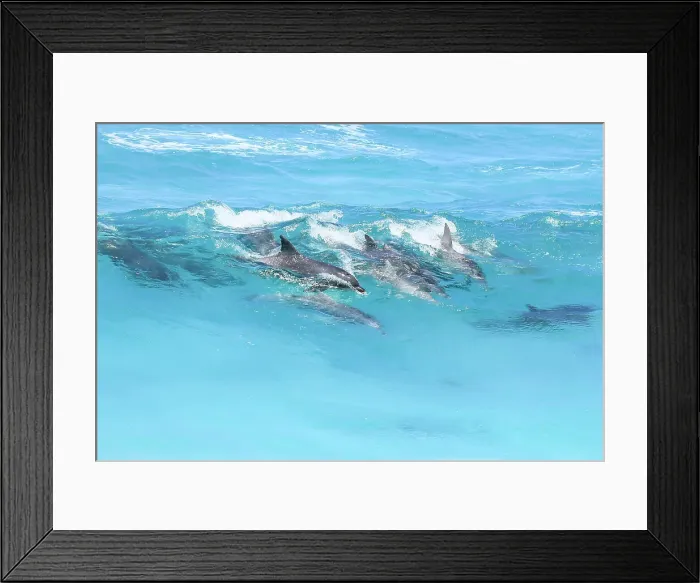Framed Print : Pod of dolphins in the surf. Eyre Peninsula. South Australia Framed Print : Pod of dolphins in the surf. Eyre Peninsula. South Australia