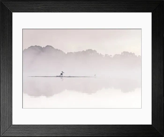 Framed Print : Australian Pelican in the early morning fog Framed Print : Australian Pelican in the early morning fog