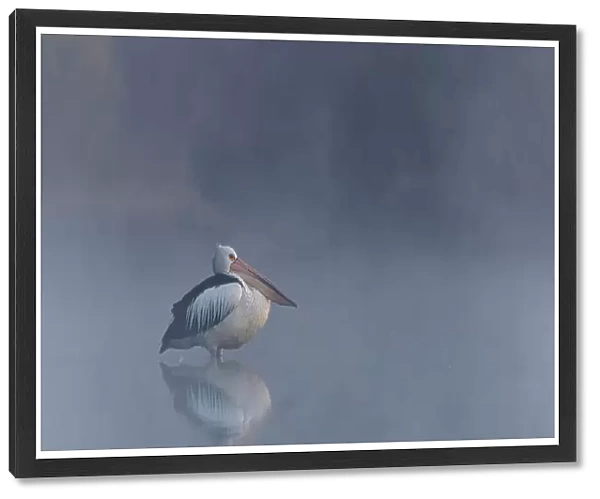 Australian Pelican in the early morning fog