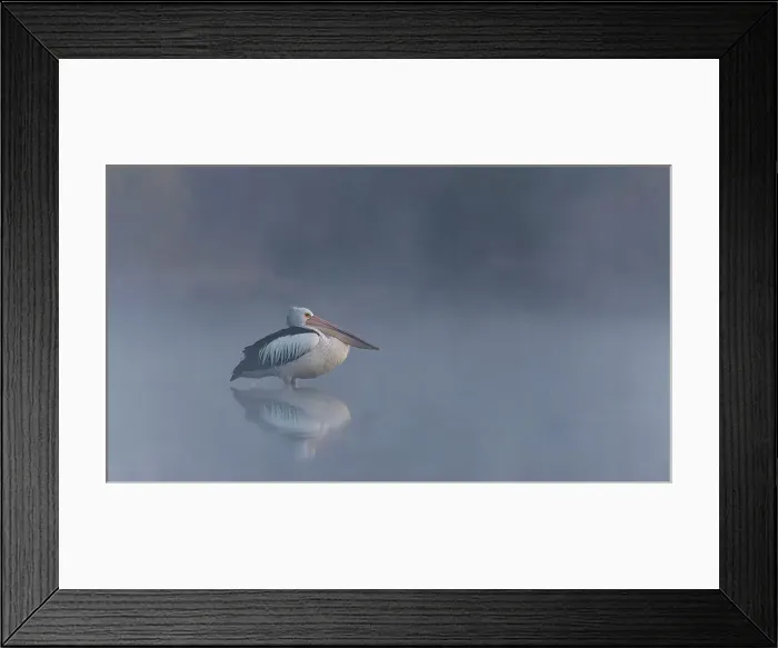 Framed Print : Australian Pelican in the early morning fog