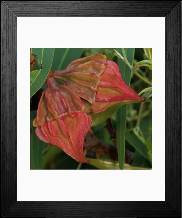 Framed Print : Red Eucalyptus Gum Nuts Framed Print : Red Eucalyptus Gum Nuts