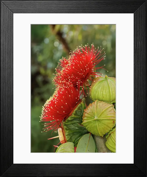Framed Print : Pink and Yellow Eucalyptus Gum Blossom