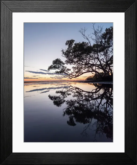 Framed Print : Tree. Moreton Bay morning