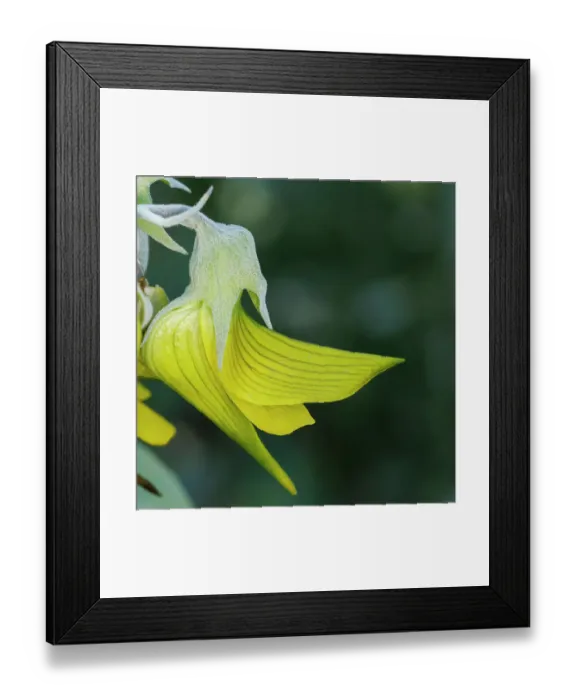 Framed Print : Green Bird Flower, Regal Birdflower - Crotalaria cunninghamii Perth, Western Australia, Australia Framed Print : Green Bird Flower, Regal Birdflower - Crotalaria cunninghamii Perth, Western Australia, Australia