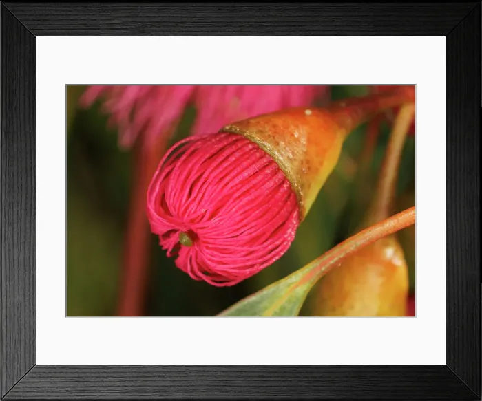 Framed Print : Pink and Yellow Eucalyptus Gum Blossom Framed Print : Pink and Yellow Eucalyptus Gum Blossom