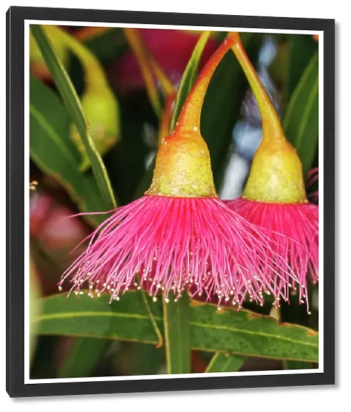 Pink and Yellow Eucalyptus Gum Blossom