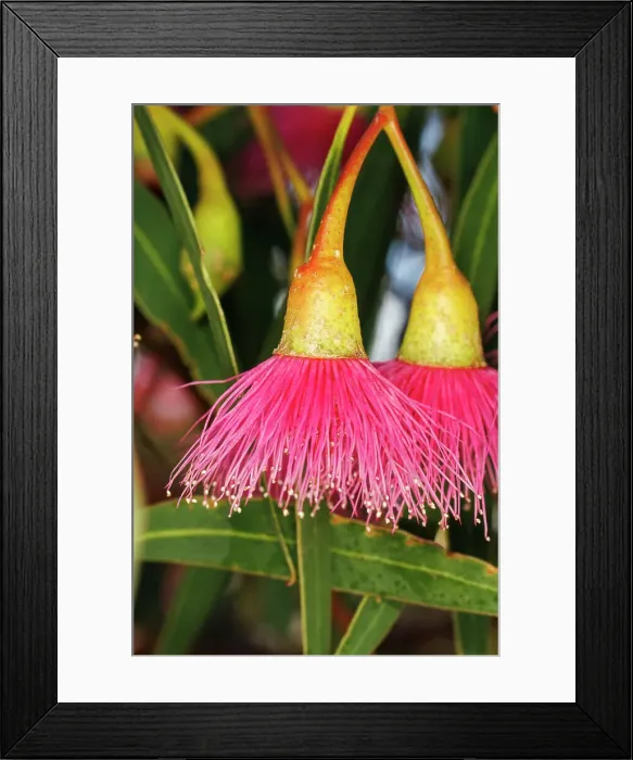 Framed Print : Pink and Yellow Eucalyptus Gum Blossom Framed Print : Pink and Yellow Eucalyptus Gum Blossom