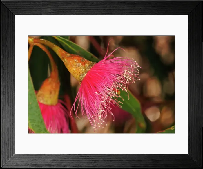 Framed Print : Pink and Yellow Eucalyptus Gum Blossom