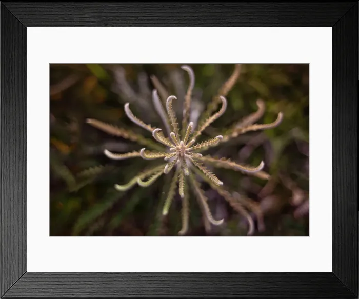 Framed Print : Leaves - Showy Banksia (Banksia Speciosa) Framed Print : Leaves - Showy Banksia (Banksia Speciosa)