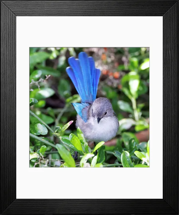 Framed Print : Female Splendid Fairywren - Malurus splendens Framed Print : Female Splendid Fairywren - Malurus splendens