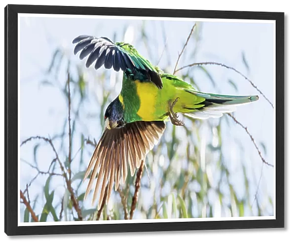 Australian Ringneck Parrot in flight - Western Australia